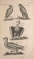An illustration from Historiae naturalis de quadrupetibus libri : cum aeneis figuris; [Historiae naturalis de serpentibus libri II ; Historiae naturalis de insectis libri III ; Historiae naturalis de exanguibus aquaticis libri IV ; Historiae naturalis de piscibus et cetis libri V ; Historiae naturalis de avibus libri VI] (1650)