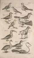 An illustration from Historiae naturalis de quadrupetibus libri : cum aeneis figuris; [Historiae naturalis de serpentibus libri II ; Historiae naturalis de insectis libri III ; Historiae naturalis de exanguibus aquaticis libri IV ; Historiae naturalis de piscibus et cetis libri V ; Historiae naturalis de avibus libri VI] (1650)