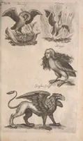 Picture 74 of 214 from Historiae naturalis de quadrupetibus libri : cum aeneis figuris; [Historiae naturalis de serpentibus libri II ; Historiae naturalis de insectis libri III ; Historiae naturalis de exanguibus aquaticis libri IV ; Historiae naturalis de piscibus et cetis libri V ; Historiae naturalis de avibus libri VI] (1650), leaf 342