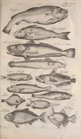 An illustration from Historiae naturalis de quadrupetibus libri : cum aeneis figuris; [Historiae naturalis de serpentibus libri II ; Historiae naturalis de insectis libri III ; Historiae naturalis de exanguibus aquaticis libri IV ; Historiae naturalis de piscibus et cetis libri V ; Historiae naturalis de avibus libri VI] (1650)