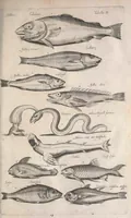 An illustration from Historiae naturalis de quadrupetibus libri : cum aeneis figuris; [Historiae naturalis de serpentibus libri II ; Historiae naturalis de insectis libri III ; Historiae naturalis de exanguibus aquaticis libri IV ; Historiae naturalis de piscibus et cetis libri V ; Historiae naturalis de avibus libri VI] (1650)