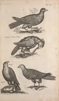 An illustration from Historiae naturalis de quadrupetibus libri : cum aeneis figuris; [Historiae naturalis de serpentibus libri II ; Historiae naturalis de insectis libri III ; Historiae naturalis de exanguibus aquaticis libri IV ; Historiae naturalis de piscibus et cetis libri V ; Historiae naturalis de avibus libri VI] (1650)