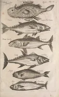 An illustration from Historiae naturalis de quadrupetibus libri : cum aeneis figuris; [Historiae naturalis de serpentibus libri II ; Historiae naturalis de insectis libri III ; Historiae naturalis de exanguibus aquaticis libri IV ; Historiae naturalis de piscibus et cetis libri V ; Historiae naturalis de avibus libri VI] (1650)