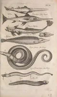 An illustration from Historiae naturalis de quadrupetibus libri : cum aeneis figuris; [Historiae naturalis de serpentibus libri II ; Historiae naturalis de insectis libri III ; Historiae naturalis de exanguibus aquaticis libri IV ; Historiae naturalis de piscibus et cetis libri V ; Historiae naturalis de avibus libri VI] (1650)