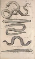 An illustration from Historiae naturalis de quadrupetibus libri : cum aeneis figuris; [Historiae naturalis de serpentibus libri II ; Historiae naturalis de insectis libri III ; Historiae naturalis de exanguibus aquaticis libri IV ; Historiae naturalis de piscibus et cetis libri V ; Historiae naturalis de avibus libri VI] (1650)