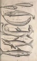 An illustration from Historiae naturalis de quadrupetibus libri : cum aeneis figuris; [Historiae naturalis de serpentibus libri II ; Historiae naturalis de insectis libri III ; Historiae naturalis de exanguibus aquaticis libri IV ; Historiae naturalis de piscibus et cetis libri V ; Historiae naturalis de avibus libri VI] (1650)
