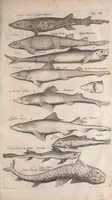 An illustration from Historiae naturalis de quadrupetibus libri : cum aeneis figuris; [Historiae naturalis de serpentibus libri II ; Historiae naturalis de insectis libri III ; Historiae naturalis de exanguibus aquaticis libri IV ; Historiae naturalis de piscibus et cetis libri V ; Historiae naturalis de avibus libri VI] (1650)