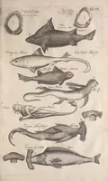 An illustration from Historiae naturalis de quadrupetibus libri : cum aeneis figuris; [Historiae naturalis de serpentibus libri II ; Historiae naturalis de insectis libri III ; Historiae naturalis de exanguibus aquaticis libri IV ; Historiae naturalis de piscibus et cetis libri V ; Historiae naturalis de avibus libri VI] (1650)