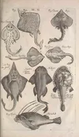 An illustration from Historiae naturalis de quadrupetibus libri : cum aeneis figuris; [Historiae naturalis de serpentibus libri II ; Historiae naturalis de insectis libri III ; Historiae naturalis de exanguibus aquaticis libri IV ; Historiae naturalis de piscibus et cetis libri V ; Historiae naturalis de avibus libri VI] (1650)