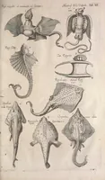 An illustration from Historiae naturalis de quadrupetibus libri : cum aeneis figuris; [Historiae naturalis de serpentibus libri II ; Historiae naturalis de insectis libri III ; Historiae naturalis de exanguibus aquaticis libri IV ; Historiae naturalis de piscibus et cetis libri V ; Historiae naturalis de avibus libri VI] (1650)