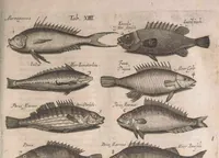An illustration from Historiae naturalis de quadrupetibus libri : cum aeneis figuris; [Historiae naturalis de serpentibus libri II ; Historiae naturalis de insectis libri III ; Historiae naturalis de exanguibus aquaticis libri IV ; Historiae naturalis de piscibus et cetis libri V ; Historiae naturalis de avibus libri VI] (1650)