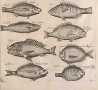Picture 95 of 214 from Historiae naturalis de quadrupetibus libri : cum aeneis figuris; [Historiae naturalis de serpentibus libri II ; Historiae naturalis de insectis libri III ; Historiae naturalis de exanguibus aquaticis libri IV ; Historiae naturalis de piscibus et cetis libri V ; Historiae naturalis de avibus libri VI] (1650), leaf 438