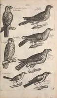 An illustration from Historiae naturalis de quadrupetibus libri : cum aeneis figuris; [Historiae naturalis de serpentibus libri II ; Historiae naturalis de insectis libri III ; Historiae naturalis de exanguibus aquaticis libri IV ; Historiae naturalis de piscibus et cetis libri V ; Historiae naturalis de avibus libri VI] (1650)