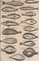 An illustration from Historiae naturalis de quadrupetibus libri : cum aeneis figuris; [Historiae naturalis de serpentibus libri II ; Historiae naturalis de insectis libri III ; Historiae naturalis de exanguibus aquaticis libri IV ; Historiae naturalis de piscibus et cetis libri V ; Historiae naturalis de avibus libri VI] (1650)