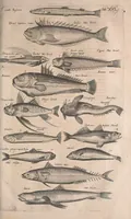 An illustration from Historiae naturalis de quadrupetibus libri : cum aeneis figuris; [Historiae naturalis de serpentibus libri II ; Historiae naturalis de insectis libri III ; Historiae naturalis de exanguibus aquaticis libri IV ; Historiae naturalis de piscibus et cetis libri V ; Historiae naturalis de avibus libri VI] (1650)