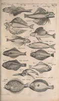 Picture 103 of 214 from Historiae naturalis de quadrupetibus libri : cum aeneis figuris; [Historiae naturalis de serpentibus libri II ; Historiae naturalis de insectis libri III ; Historiae naturalis de exanguibus aquaticis libri IV ; Historiae naturalis de piscibus et cetis libri V ; Historiae naturalis de avibus libri VI] (1650), leaf 506