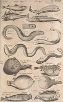 An illustration from Historiae naturalis de quadrupetibus libri : cum aeneis figuris; [Historiae naturalis de serpentibus libri II ; Historiae naturalis de insectis libri III ; Historiae naturalis de exanguibus aquaticis libri IV ; Historiae naturalis de piscibus et cetis libri V ; Historiae naturalis de avibus libri VI] (1650)
