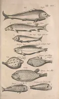 Picture 106 of 214 from Historiae naturalis de quadrupetibus libri : cum aeneis figuris; [Historiae naturalis de serpentibus libri II ; Historiae naturalis de insectis libri III ; Historiae naturalis de exanguibus aquaticis libri IV ; Historiae naturalis de piscibus et cetis libri V ; Historiae naturalis de avibus libri VI] (1650), leaf 528
