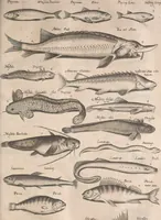 An illustration from Historiae naturalis de quadrupetibus libri : cum aeneis figuris; [Historiae naturalis de serpentibus libri II ; Historiae naturalis de insectis libri III ; Historiae naturalis de exanguibus aquaticis libri IV ; Historiae naturalis de piscibus et cetis libri V ; Historiae naturalis de avibus libri VI] (1650)