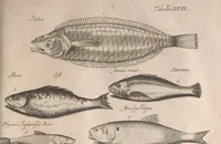 Picture 110 of 214 from Historiae naturalis de quadrupetibus libri : cum aeneis figuris; [Historiae naturalis de serpentibus libri II ; Historiae naturalis de insectis libri III ; Historiae naturalis de exanguibus aquaticis libri IV ; Historiae naturalis de piscibus et cetis libri V ; Historiae naturalis de avibus libri VI] (1650), leaf 568