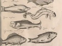 An illustration from Historiae naturalis de quadrupetibus libri : cum aeneis figuris; [Historiae naturalis de serpentibus libri II ; Historiae naturalis de insectis libri III ; Historiae naturalis de exanguibus aquaticis libri IV ; Historiae naturalis de piscibus et cetis libri V ; Historiae naturalis de avibus libri VI] (1650)