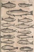 An illustration from Historiae naturalis de quadrupetibus libri : cum aeneis figuris; [Historiae naturalis de serpentibus libri II ; Historiae naturalis de insectis libri III ; Historiae naturalis de exanguibus aquaticis libri IV ; Historiae naturalis de piscibus et cetis libri V ; Historiae naturalis de avibus libri VI] (1650)