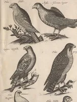An illustration from Historiae naturalis de quadrupetibus libri : cum aeneis figuris; [Historiae naturalis de serpentibus libri II ; Historiae naturalis de insectis libri III ; Historiae naturalis de exanguibus aquaticis libri IV ; Historiae naturalis de piscibus et cetis libri V ; Historiae naturalis de avibus libri VI] (1650)