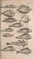 Picture 115 of 214 from Historiae naturalis de quadrupetibus libri : cum aeneis figuris; [Historiae naturalis de serpentibus libri II ; Historiae naturalis de insectis libri III ; Historiae naturalis de exanguibus aquaticis libri IV ; Historiae naturalis de piscibus et cetis libri V ; Historiae naturalis de avibus libri VI] (1650), leaf 606