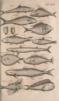 Picture 116 of 214 from Historiae naturalis de quadrupetibus libri : cum aeneis figuris; [Historiae naturalis de serpentibus libri II ; Historiae naturalis de insectis libri III ; Historiae naturalis de exanguibus aquaticis libri IV ; Historiae naturalis de piscibus et cetis libri V ; Historiae naturalis de avibus libri VI] (1650), leaf 614