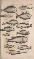 Picture 117 of 214 from Historiae naturalis de quadrupetibus libri : cum aeneis figuris; [Historiae naturalis de serpentibus libri II ; Historiae naturalis de insectis libri III ; Historiae naturalis de exanguibus aquaticis libri IV ; Historiae naturalis de piscibus et cetis libri V ; Historiae naturalis de avibus libri VI] (1650), leaf 622