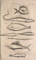 An illustration from Historiae naturalis de quadrupetibus libri : cum aeneis figuris; [Historiae naturalis de serpentibus libri II ; Historiae naturalis de insectis libri III ; Historiae naturalis de exanguibus aquaticis libri IV ; Historiae naturalis de piscibus et cetis libri V ; Historiae naturalis de avibus libri VI] (1650)