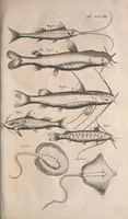 An illustration from Historiae naturalis de quadrupetibus libri : cum aeneis figuris; [Historiae naturalis de serpentibus libri II ; Historiae naturalis de insectis libri III ; Historiae naturalis de exanguibus aquaticis libri IV ; Historiae naturalis de piscibus et cetis libri V ; Historiae naturalis de avibus libri VI] (1650)