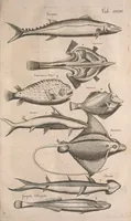 An illustration from Historiae naturalis de quadrupetibus libri : cum aeneis figuris; [Historiae naturalis de serpentibus libri II ; Historiae naturalis de insectis libri III ; Historiae naturalis de exanguibus aquaticis libri IV ; Historiae naturalis de piscibus et cetis libri V ; Historiae naturalis de avibus libri VI] (1650)