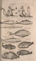 Picture 123 of 214 from Historiae naturalis de quadrupetibus libri : cum aeneis figuris; [Historiae naturalis de serpentibus libri II ; Historiae naturalis de insectis libri III ; Historiae naturalis de exanguibus aquaticis libri IV ; Historiae naturalis de piscibus et cetis libri V ; Historiae naturalis de avibus libri VI] (1650), leaf 652