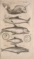 An illustration from Historiae naturalis de quadrupetibus libri : cum aeneis figuris; [Historiae naturalis de serpentibus libri II ; Historiae naturalis de insectis libri III ; Historiae naturalis de exanguibus aquaticis libri IV ; Historiae naturalis de piscibus et cetis libri V ; Historiae naturalis de avibus libri VI] (1650)