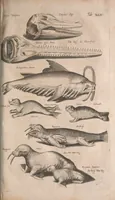 An illustration from Historiae naturalis de quadrupetibus libri : cum aeneis figuris; [Historiae naturalis de serpentibus libri II ; Historiae naturalis de insectis libri III ; Historiae naturalis de exanguibus aquaticis libri IV ; Historiae naturalis de piscibus et cetis libri V ; Historiae naturalis de avibus libri VI] (1650)