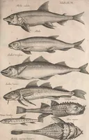 An illustration from Historiae naturalis de quadrupetibus libri : cum aeneis figuris; [Historiae naturalis de serpentibus libri II ; Historiae naturalis de insectis libri III ; Historiae naturalis de exanguibus aquaticis libri IV ; Historiae naturalis de piscibus et cetis libri V ; Historiae naturalis de avibus libri VI] (1650)