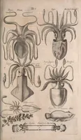 An illustration from Historiae naturalis de quadrupetibus libri : cum aeneis figuris; [Historiae naturalis de serpentibus libri II ; Historiae naturalis de insectis libri III ; Historiae naturalis de exanguibus aquaticis libri IV ; Historiae naturalis de piscibus et cetis libri V ; Historiae naturalis de avibus libri VI] (1650)
