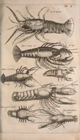 Picture 136 of 214 from Historiae naturalis de quadrupetibus libri : cum aeneis figuris; [Historiae naturalis de serpentibus libri II ; Historiae naturalis de insectis libri III ; Historiae naturalis de exanguibus aquaticis libri IV ; Historiae naturalis de piscibus et cetis libri V ; Historiae naturalis de avibus libri VI] (1650), leaf 704