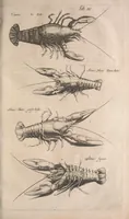 An illustration from Historiae naturalis de quadrupetibus libri : cum aeneis figuris; [Historiae naturalis de serpentibus libri II ; Historiae naturalis de insectis libri III ; Historiae naturalis de exanguibus aquaticis libri IV ; Historiae naturalis de piscibus et cetis libri V ; Historiae naturalis de avibus libri VI] (1650)