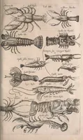 An illustration from Historiae naturalis de quadrupetibus libri : cum aeneis figuris; [Historiae naturalis de serpentibus libri II ; Historiae naturalis de insectis libri III ; Historiae naturalis de exanguibus aquaticis libri IV ; Historiae naturalis de piscibus et cetis libri V ; Historiae naturalis de avibus libri VI] (1650)