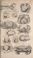 Picture 139 of 214 from Historiae naturalis de quadrupetibus libri : cum aeneis figuris; [Historiae naturalis de serpentibus libri II ; Historiae naturalis de insectis libri III ; Historiae naturalis de exanguibus aquaticis libri IV ; Historiae naturalis de piscibus et cetis libri V ; Historiae naturalis de avibus libri VI] (1650), leaf 720