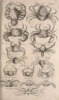 Picture 140 of 214 from Historiae naturalis de quadrupetibus libri : cum aeneis figuris; [Historiae naturalis de serpentibus libri II ; Historiae naturalis de insectis libri III ; Historiae naturalis de exanguibus aquaticis libri IV ; Historiae naturalis de piscibus et cetis libri V ; Historiae naturalis de avibus libri VI] (1650), leaf 724