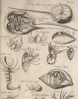An illustration from Historiae naturalis de quadrupetibus libri : cum aeneis figuris; [Historiae naturalis de serpentibus libri II ; Historiae naturalis de insectis libri III ; Historiae naturalis de exanguibus aquaticis libri IV ; Historiae naturalis de piscibus et cetis libri V ; Historiae naturalis de avibus libri VI] (1650)