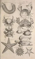An illustration from Historiae naturalis de quadrupetibus libri : cum aeneis figuris; [Historiae naturalis de serpentibus libri II ; Historiae naturalis de insectis libri III ; Historiae naturalis de exanguibus aquaticis libri IV ; Historiae naturalis de piscibus et cetis libri V ; Historiae naturalis de avibus libri VI] (1650)
