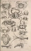 An illustration from Historiae naturalis de quadrupetibus libri : cum aeneis figuris; [Historiae naturalis de serpentibus libri II ; Historiae naturalis de insectis libri III ; Historiae naturalis de exanguibus aquaticis libri IV ; Historiae naturalis de piscibus et cetis libri V ; Historiae naturalis de avibus libri VI] (1650)