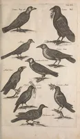 An illustration from Historiae naturalis de quadrupetibus libri : cum aeneis figuris; [Historiae naturalis de serpentibus libri II ; Historiae naturalis de insectis libri III ; Historiae naturalis de exanguibus aquaticis libri IV ; Historiae naturalis de piscibus et cetis libri V ; Historiae naturalis de avibus libri VI] (1650)