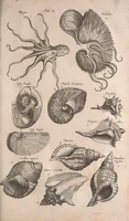 An illustration from Historiae naturalis de quadrupetibus libri : cum aeneis figuris; [Historiae naturalis de serpentibus libri II ; Historiae naturalis de insectis libri III ; Historiae naturalis de exanguibus aquaticis libri IV ; Historiae naturalis de piscibus et cetis libri V ; Historiae naturalis de avibus libri VI] (1650)