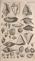 An illustration from Historiae naturalis de quadrupetibus libri : cum aeneis figuris; [Historiae naturalis de serpentibus libri II ; Historiae naturalis de insectis libri III ; Historiae naturalis de exanguibus aquaticis libri IV ; Historiae naturalis de piscibus et cetis libri V ; Historiae naturalis de avibus libri VI] (1650)