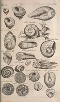 Picture 147 of 214 from Historiae naturalis de quadrupetibus libri : cum aeneis figuris; [Historiae naturalis de serpentibus libri II ; Historiae naturalis de insectis libri III ; Historiae naturalis de exanguibus aquaticis libri IV ; Historiae naturalis de piscibus et cetis libri V ; Historiae naturalis de avibus libri VI] (1650), leaf 758